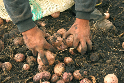 Actualmente la CEPAL y la FAO están desarrollando un estudio sobre la producción científica en materia de agricultura y cambio climático en América Latina.