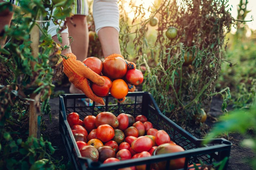 Agricultura y desarrollo rural